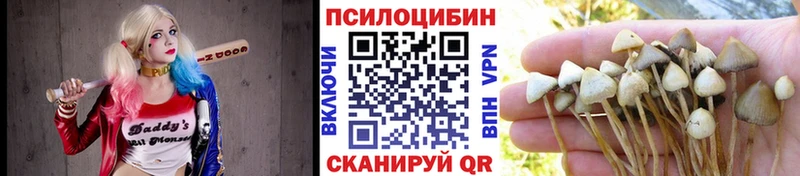 Псилоцибиновые грибы Psilocybe  Малгобек 